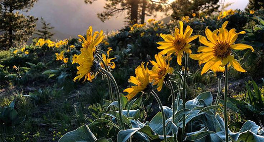 Boost Your Spa Business with Arnica